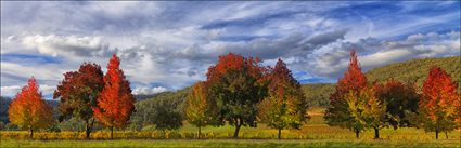 Shades of Red - VIC (PBH4 00 13363)